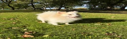 Japanese Spitz dogs for sale: Our Japanese Spitz looking for a new, loving home. in Leeds - Advert 4