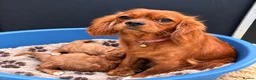 Cavapoo dogs for sale: F1 Ruby red & white Cavapoo puppies DAD DNA TESTED - Advert 4