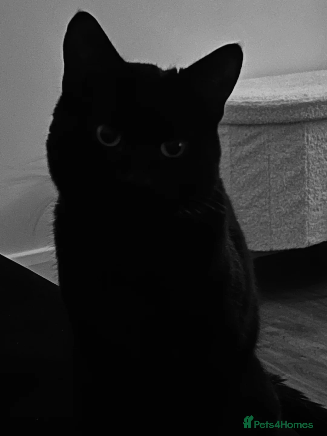 Bombay cats for sale: 2 x two-year-old bombay males - Advert 4