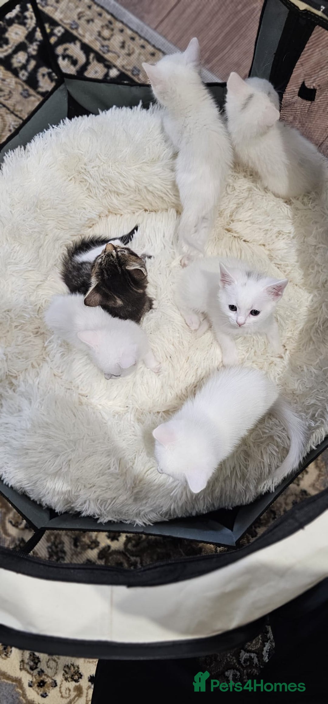 British Shorthair cats for sale: x6 Gorgeous Kittens looking for forever homes - Image 7