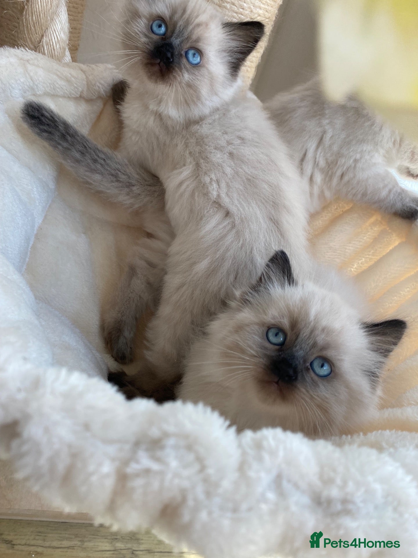 Ragdoll cats Ragdoll x kittens  - Advert 1