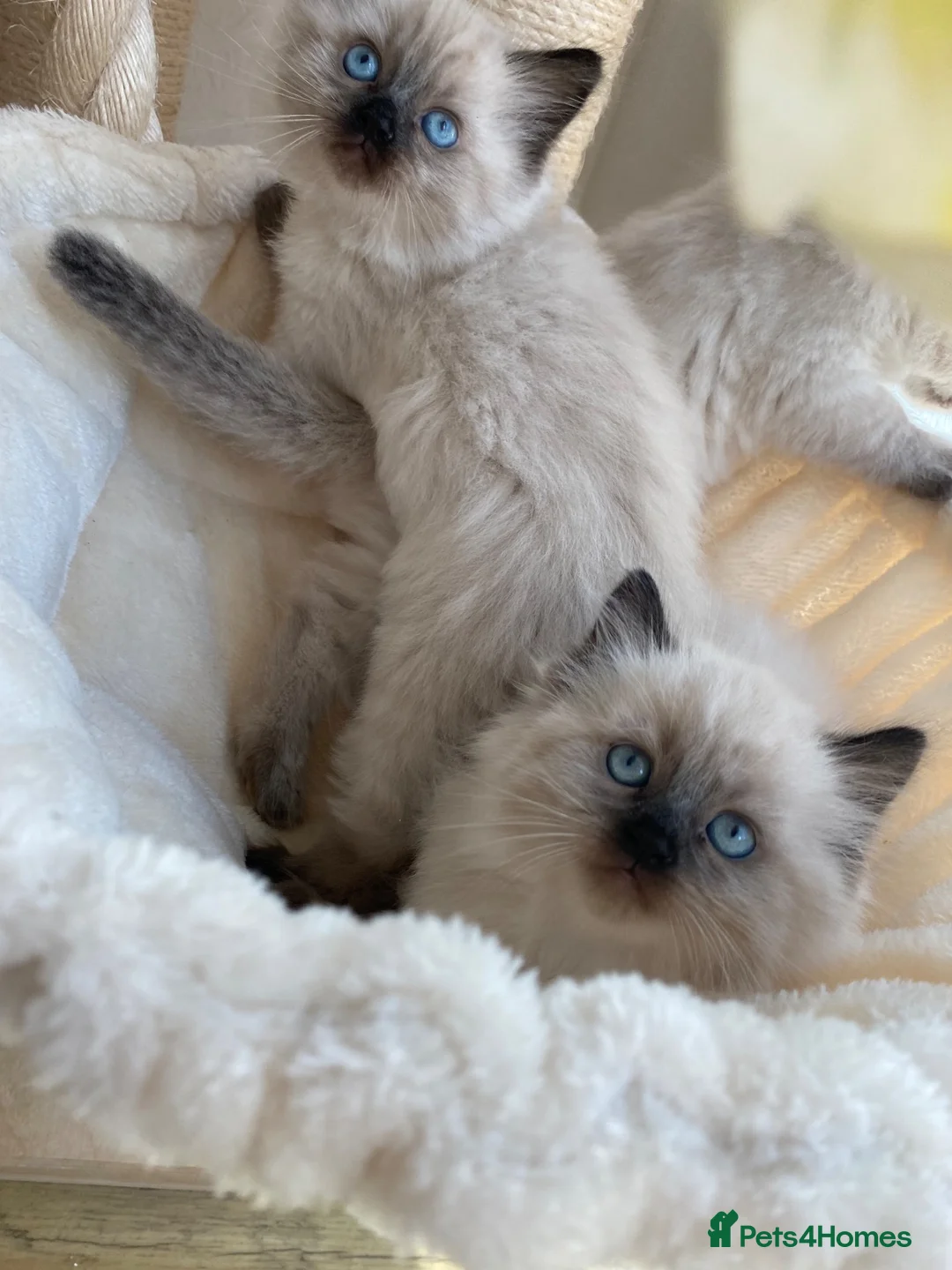 Ragdoll cats for sale: Ragdoll x kittens  in Sutton Coldfield - Advert 1
