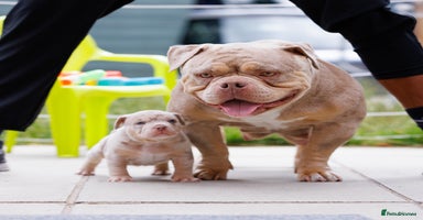 American Bully dogs - Advert 6