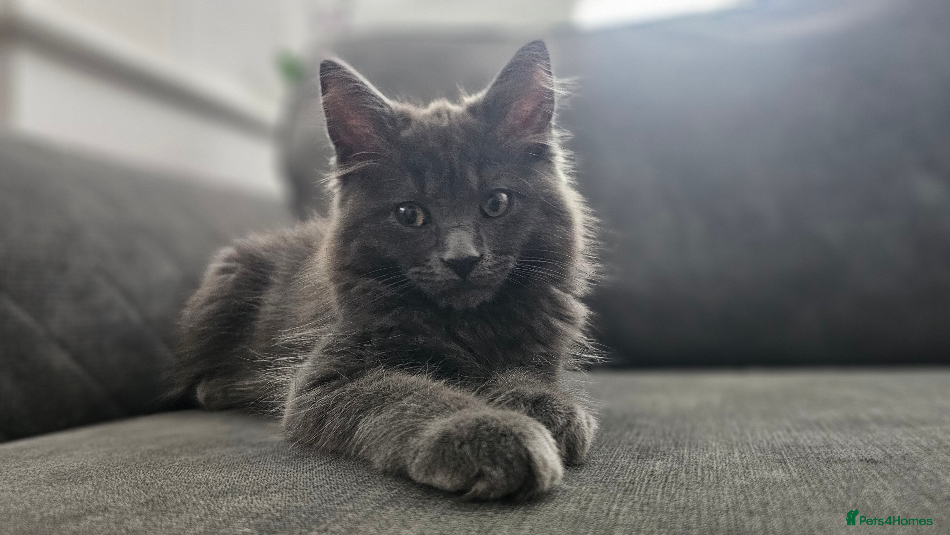 Maine Coon cats Gorgeous, sociable maine coon kittens  - Advert 2