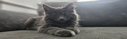 Maine Coon cats for sale: Gorgeous, sociable maine coon kittens  - Advert 9
