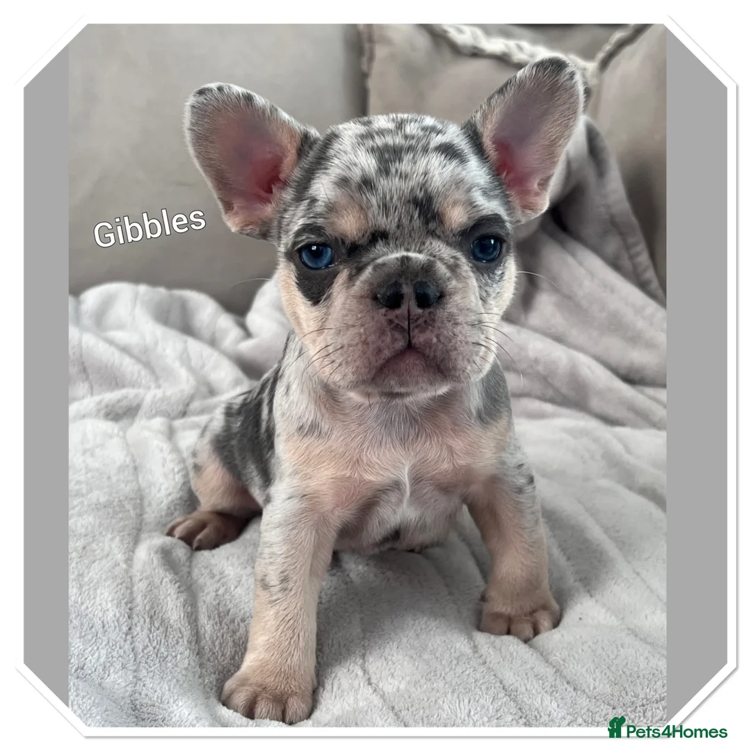 French Bulldog dogs for sale: 4 French bulldog puppies for sale  - Advert 1