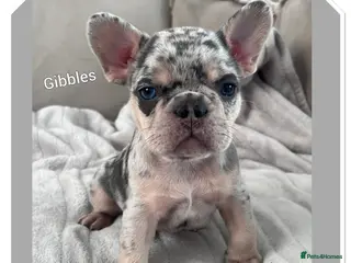 French Bulldog dogs 4 French bulldog puppies for sale - Advert 2