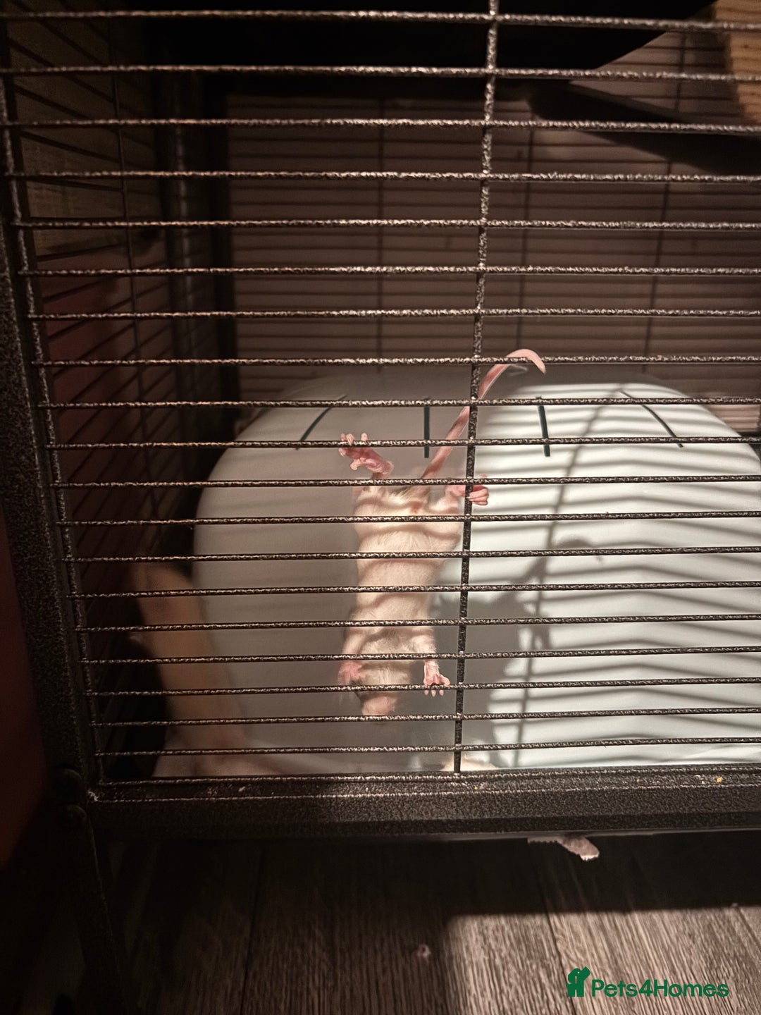 Rat rodents for sale: baby rats for sale GOING FAST.  - Advert 9