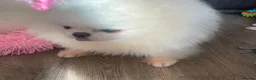 Pomeranian dogs for stud: Ice White Boy for Stud Only , Kc 🌟🌟🌟🌟🌟 - Advert 6