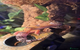 Leopard Gecko reptiles for sale: leapard gecko - Image 2