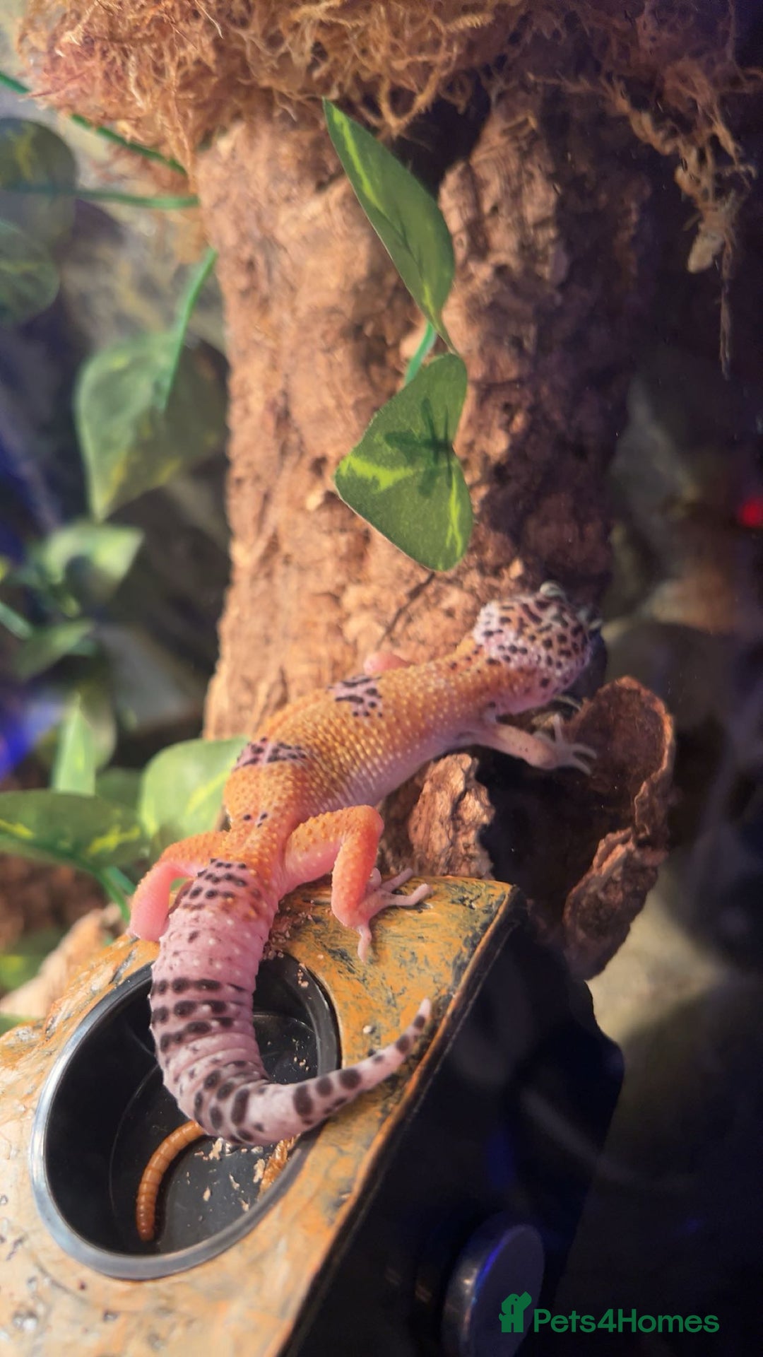 Leopard Gecko reptiles for sale: leapard gecko - Image 2