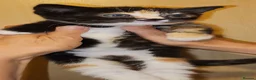 Mixed Breed cats for sale: 2 Beautiful Female Kittens – 2,5 Months Old  in Wickford - Advert 3