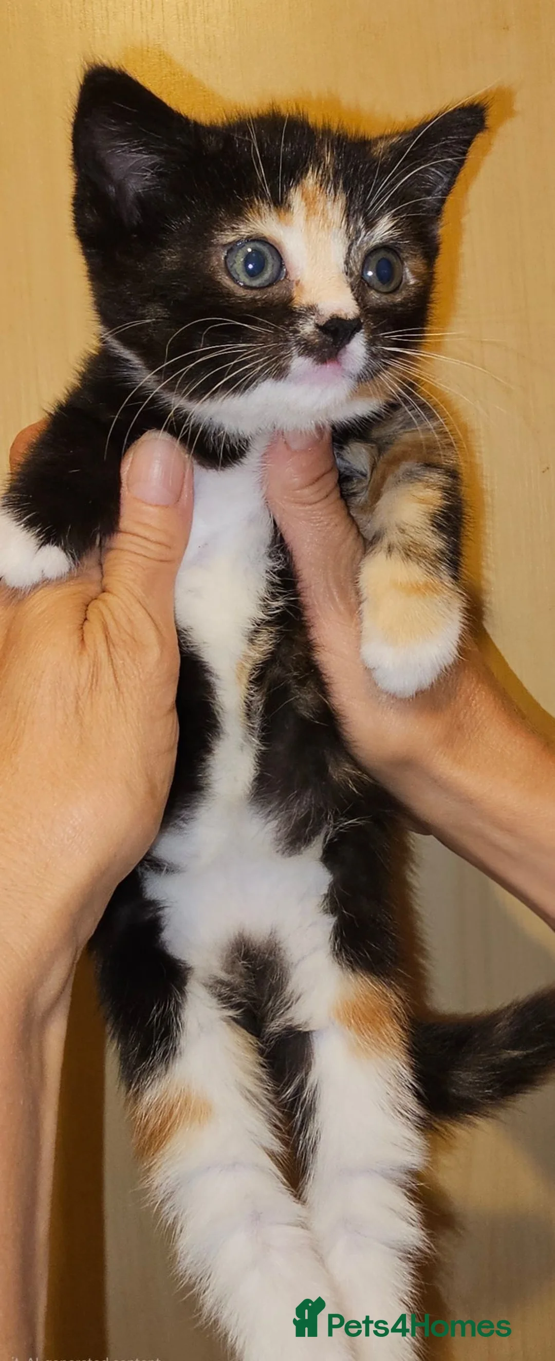Mixed Breed cats for sale: 2 Beautiful Female Kittens – 2,5 Months Old  in Wickford - Advert 3