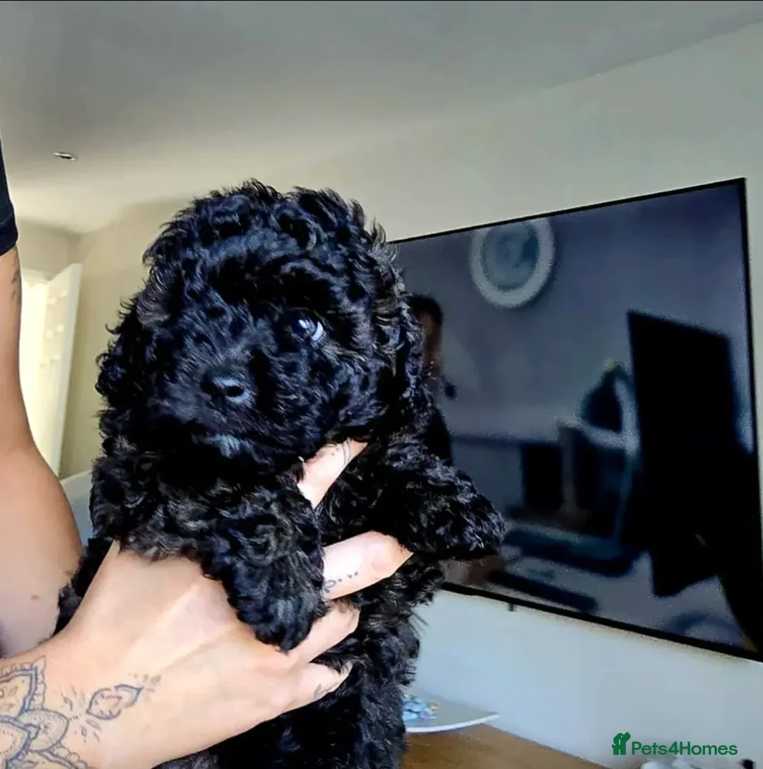 Pomapoo dogs for sale: Toy poodle x pomapoo  in Dingwall - Advert 2