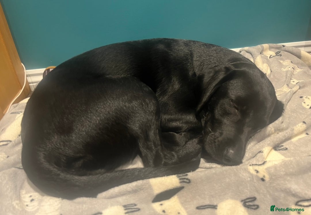 Labrador Retriever dogs for sale: Black lab - girl for rehoming  - Image 4