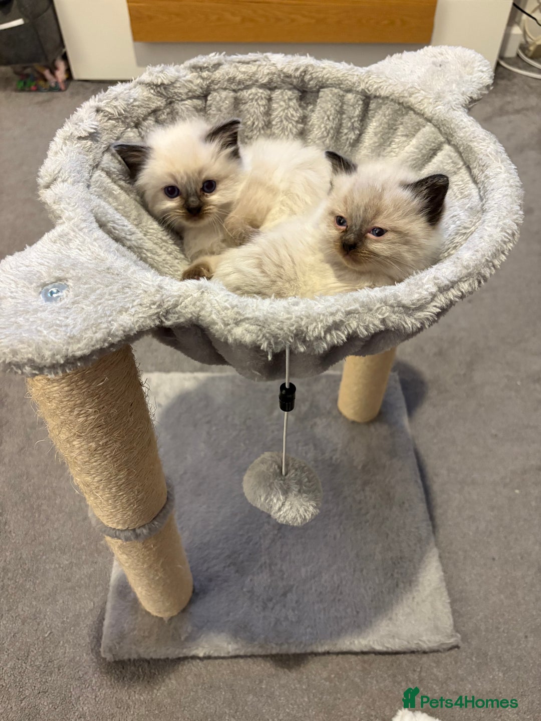 Ragdoll cats for sale: New kittens on the block  - Advert 3