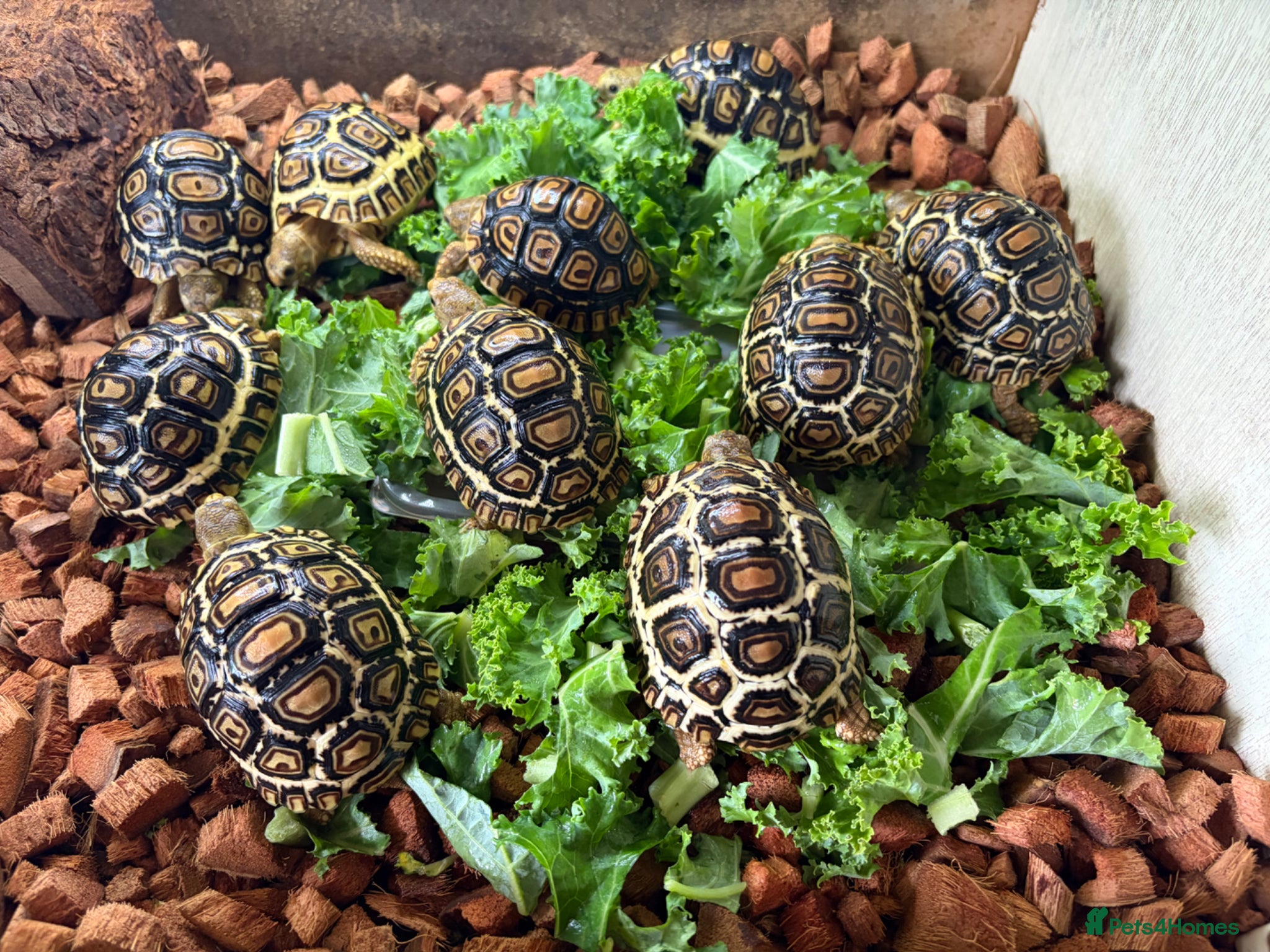 Tortoise reptiles for sale: Leopard Tortoise - Gorgeous Hatchlings  - Advert 3