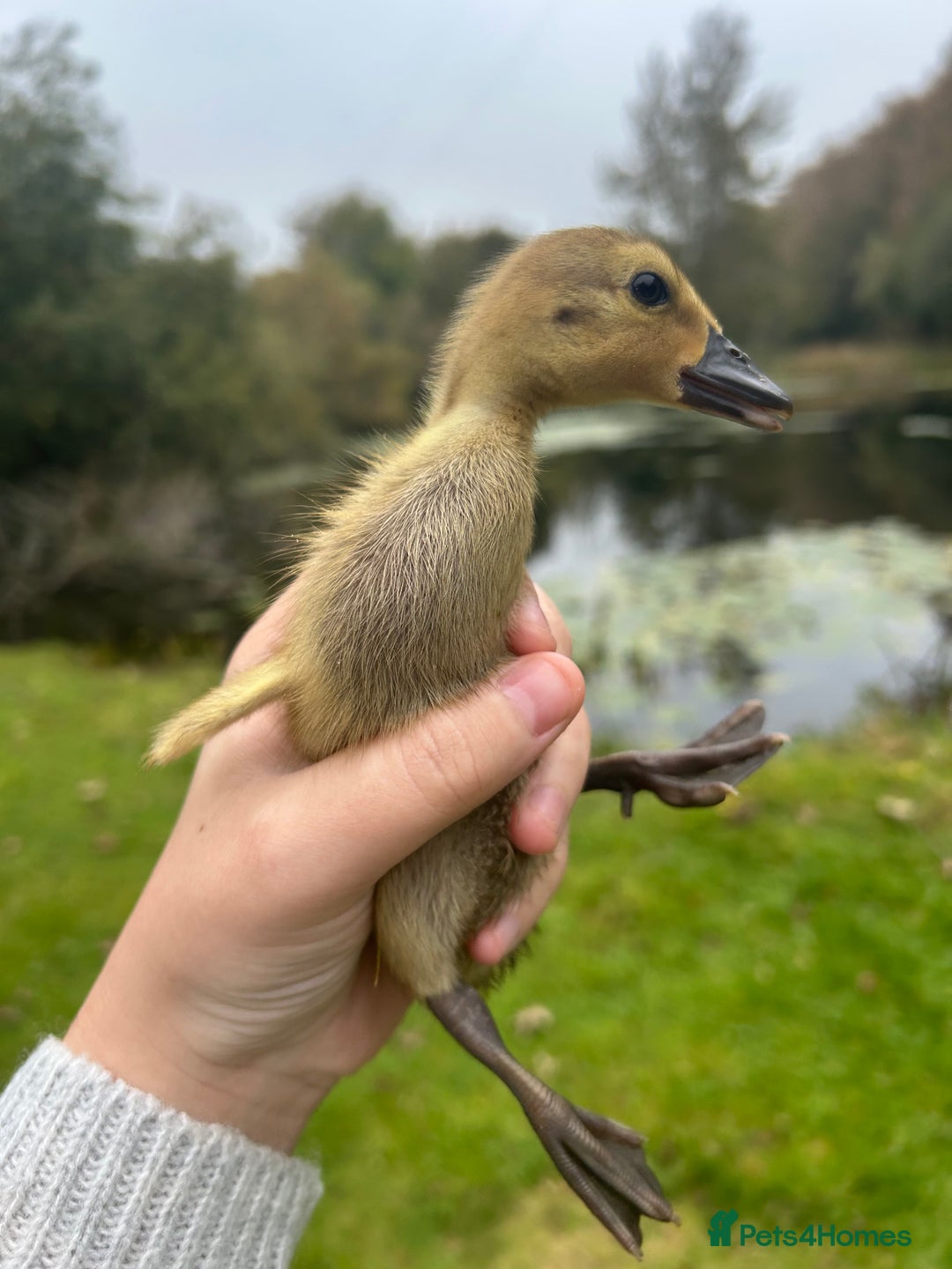 Ducks poultry for sale: Unsexed - Indian Runner Ducklings in Carnforth - Image 4