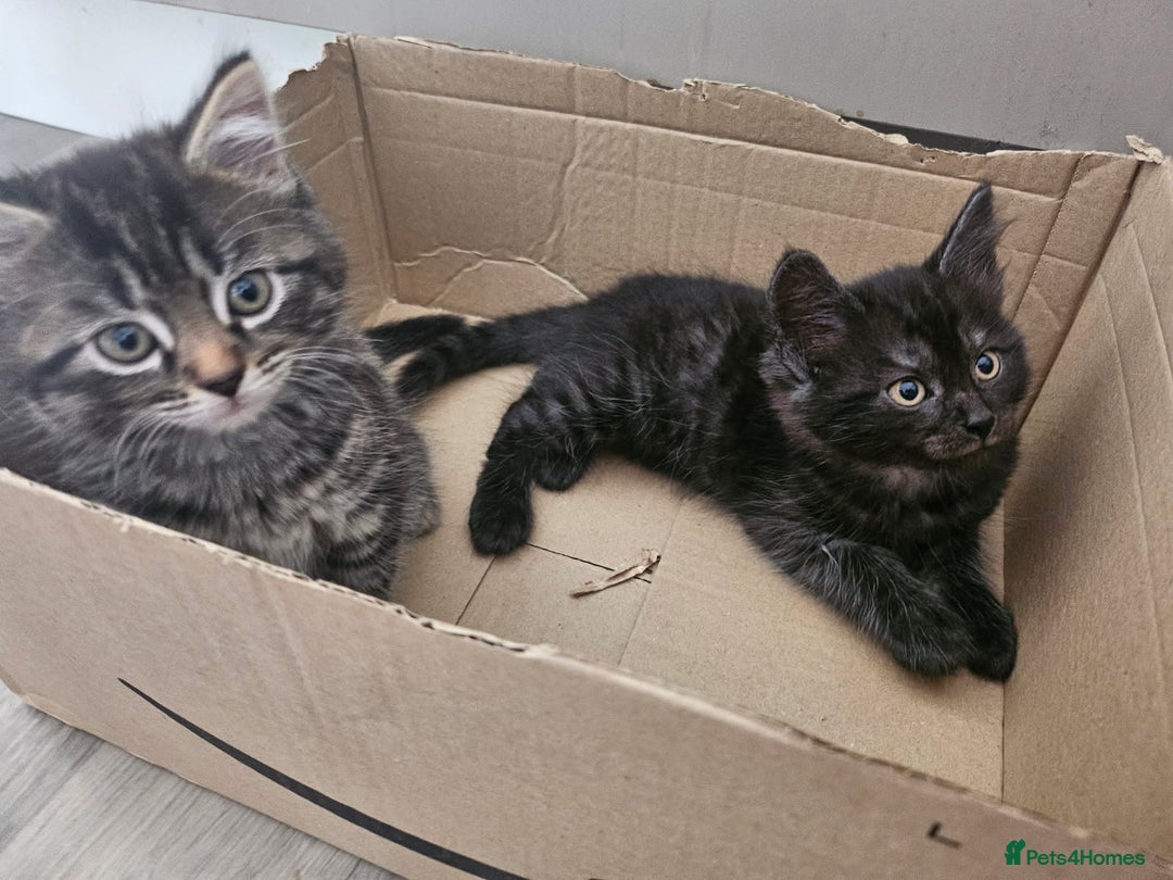 British Longhair cats for sale: British Longhair Tabby Kittens - Image 2