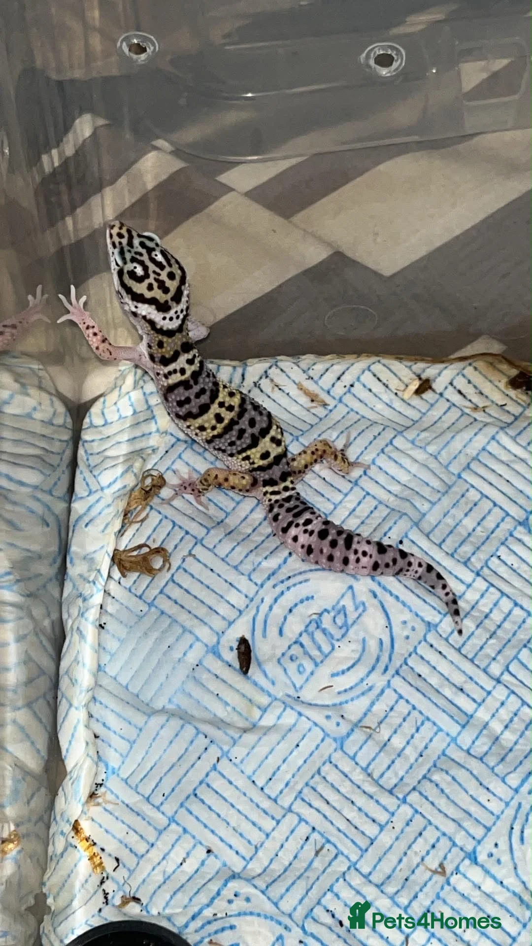 Gecko reptiles for sale: A range of leopard gecko and crested gecko babies in Aylesford - Advert 4