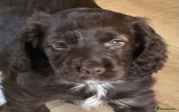 Cocker Spaniel dogs for sale: Beautiful working cocker spaniels 3 of each sex - Image 2
