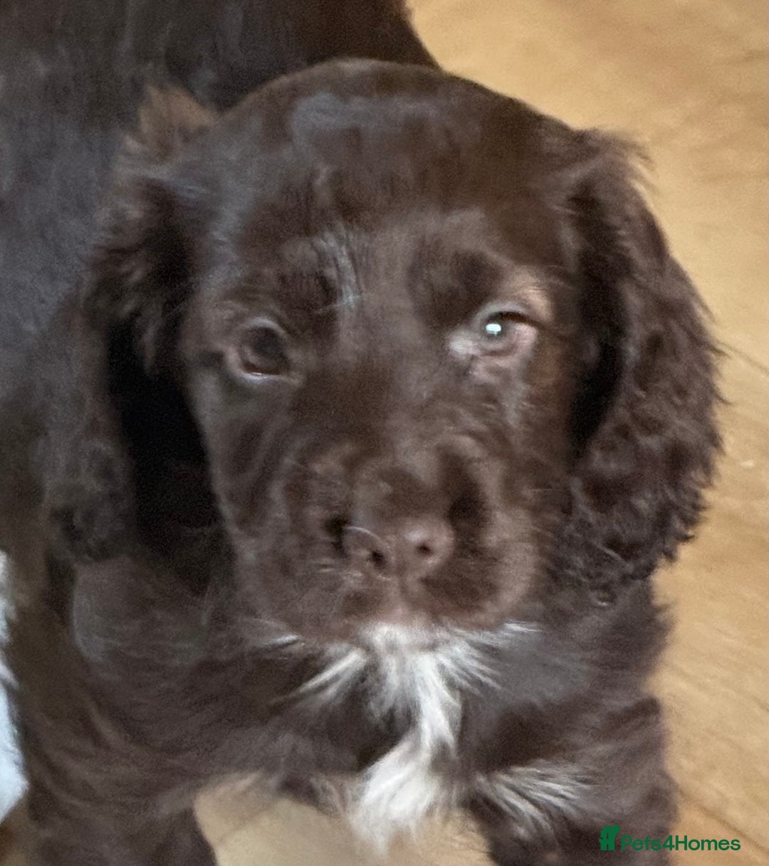 Cocker Spaniel dogs for sale: Beautiful working cocker spaniels 3 of each sex - Image 2