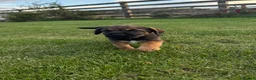 Border Terrier dogs for sale: 🧡Fabulous KC SLEM Clear Border Terriers - Advert 15