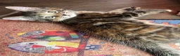 Maine Coon cats for sale: Half Maine coon (Last lady) - Advert 16