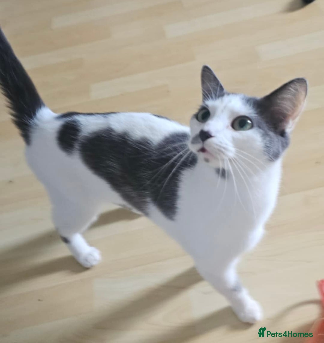 Mixed Breed cats for sale: Gracie – Petite Beauty Seeking ~ happy ever after  - Image 2