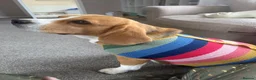 Beagle dogs for sale: Beautiful Beagle Girl Looking for forever home - Advert 1