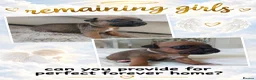 Staffordshire Bull Terrier dogs for sale: 6 beauitful pups looking for there 5 star homes  - Advert 2