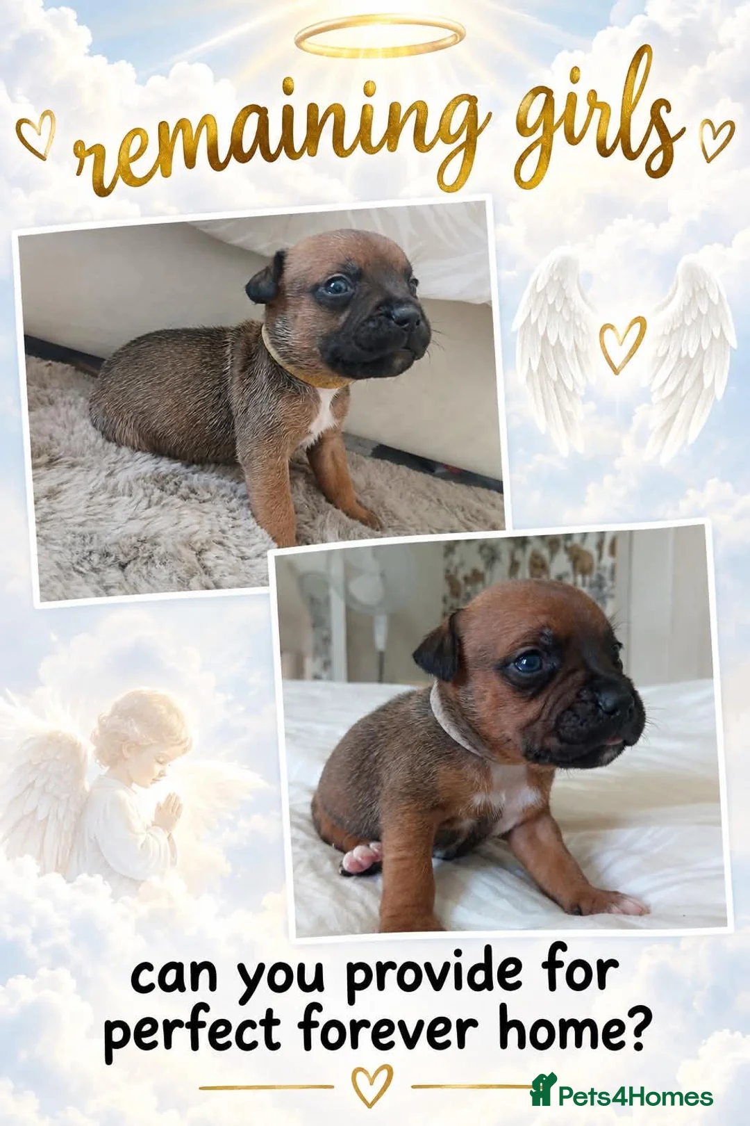 Staffordshire Bull Terrier dogs for sale: 6 beauitful pups looking for there 5 star homes  - Advert 2