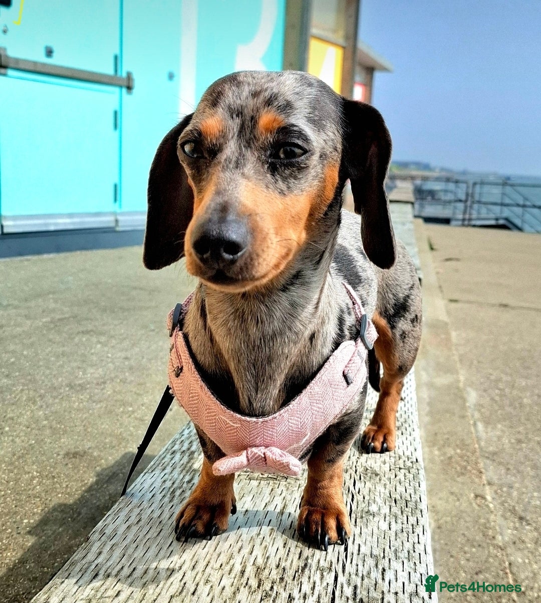 Miniature Dachshund dogs Miniature Dachshunds  - Advert 3