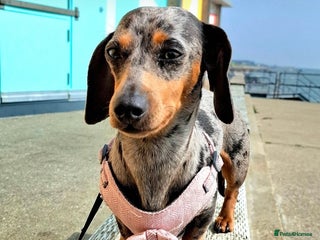 Miniature Dachshund dogs Miniature Dachshunds - Advert 3