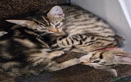 Mixed Breed cats for sale: 6 friendly tabby kittens - Image 4