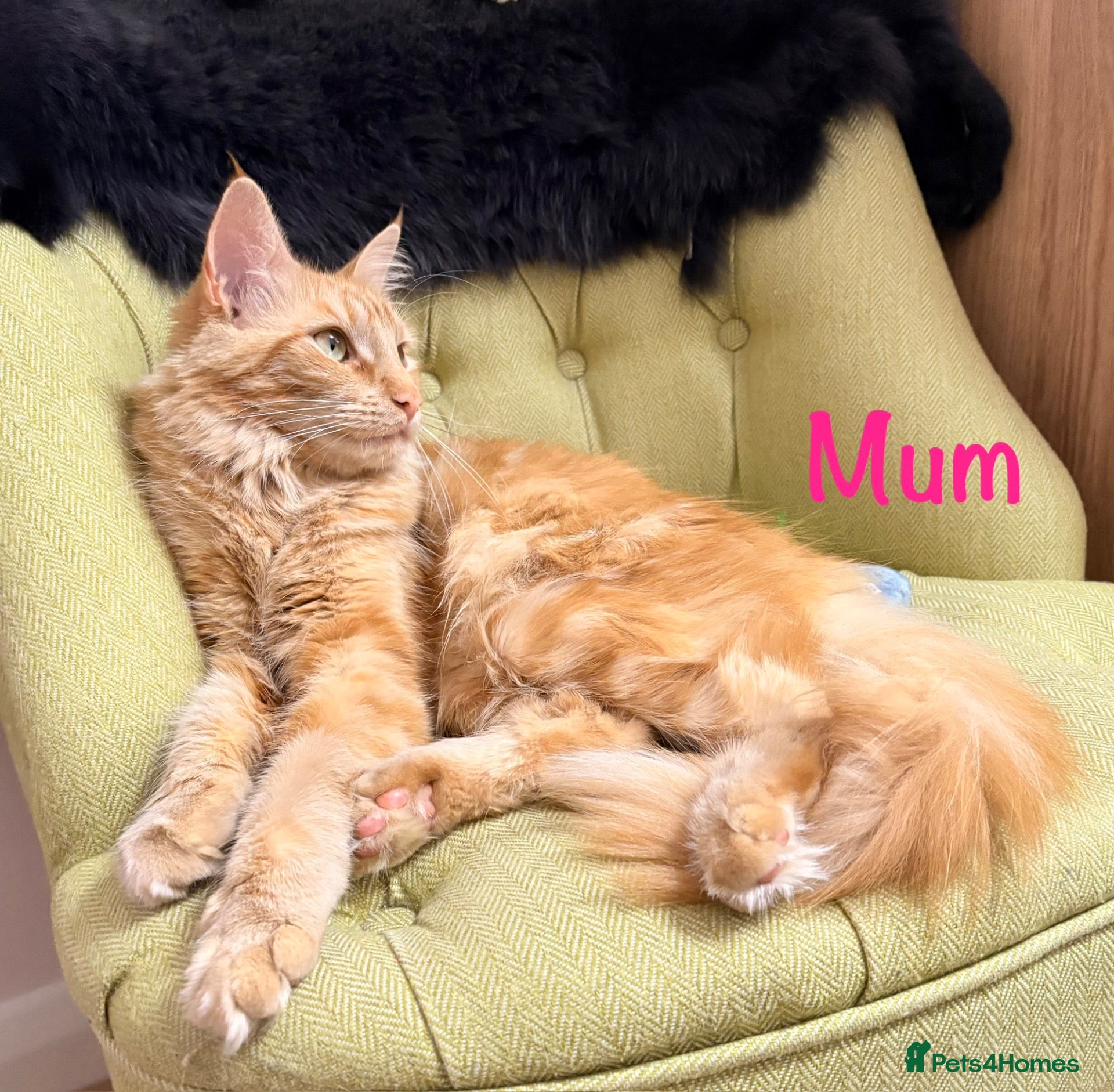 Maine Coon cats Beautiful Maine Coon Kittens-Ready Soon - Advert 1