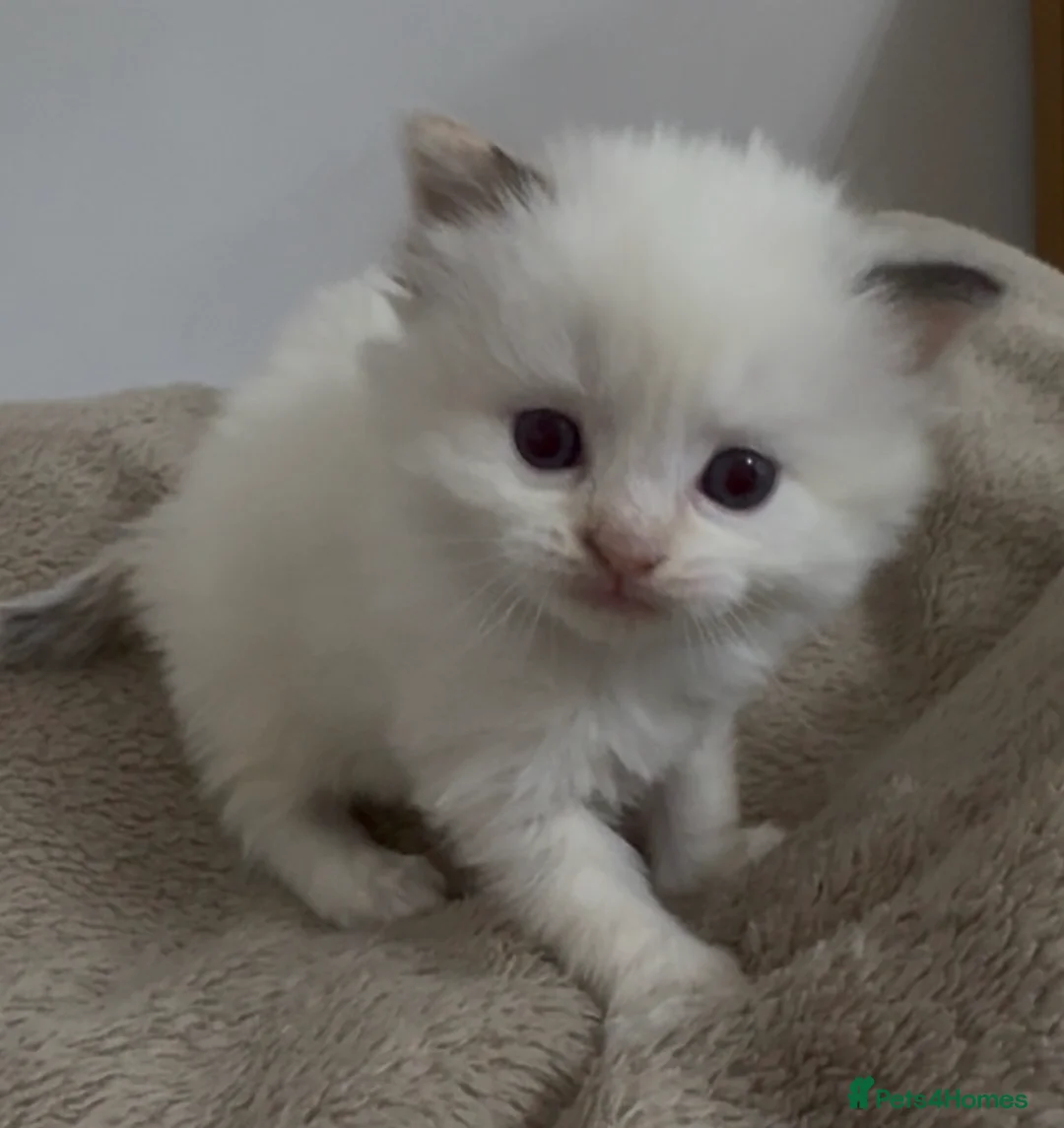 Ragdoll cats for sale: Champion GCCF kittens 🐱  - Advert 3