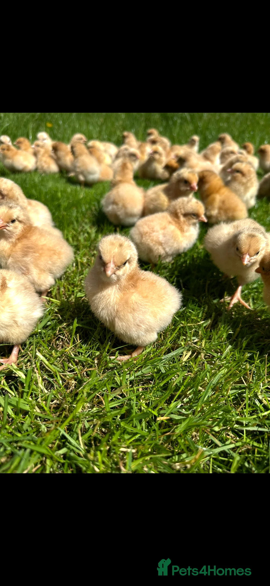 Chickens poultry for sale: Day old pure breed chicks  - Advert 1
