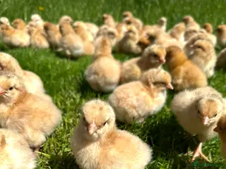Chickens poultry Day old pure breed chicks - Advert 1