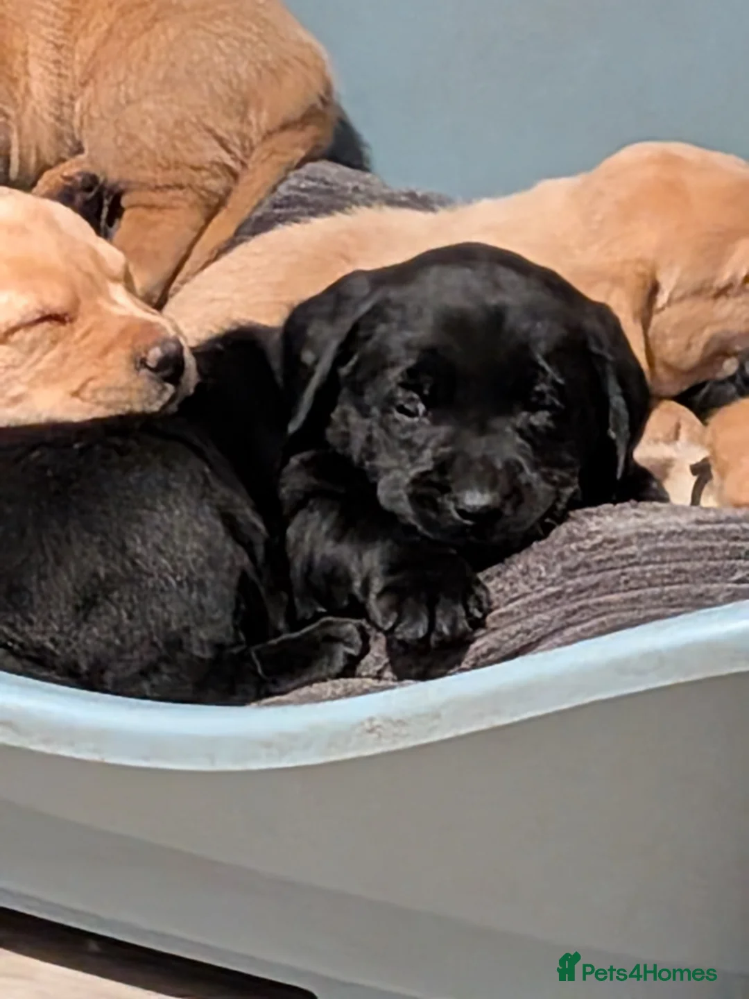 Labrador Retriever dogs for sale: KC registered Fox Red boy & black girl  - Advert 9