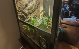 Gecko reptiles for sale: Full setup komodo  - Image 5