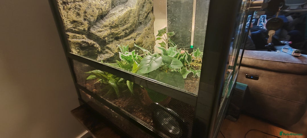 Gecko reptiles for sale: Full setup komodo  - Image 5