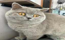 British Shorthair cats for sale: *** WANTED ***  - Image 3