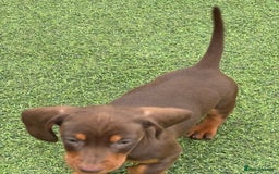 Miniature Dachshund dogs for sale: Miniature dachshunds - Image 20