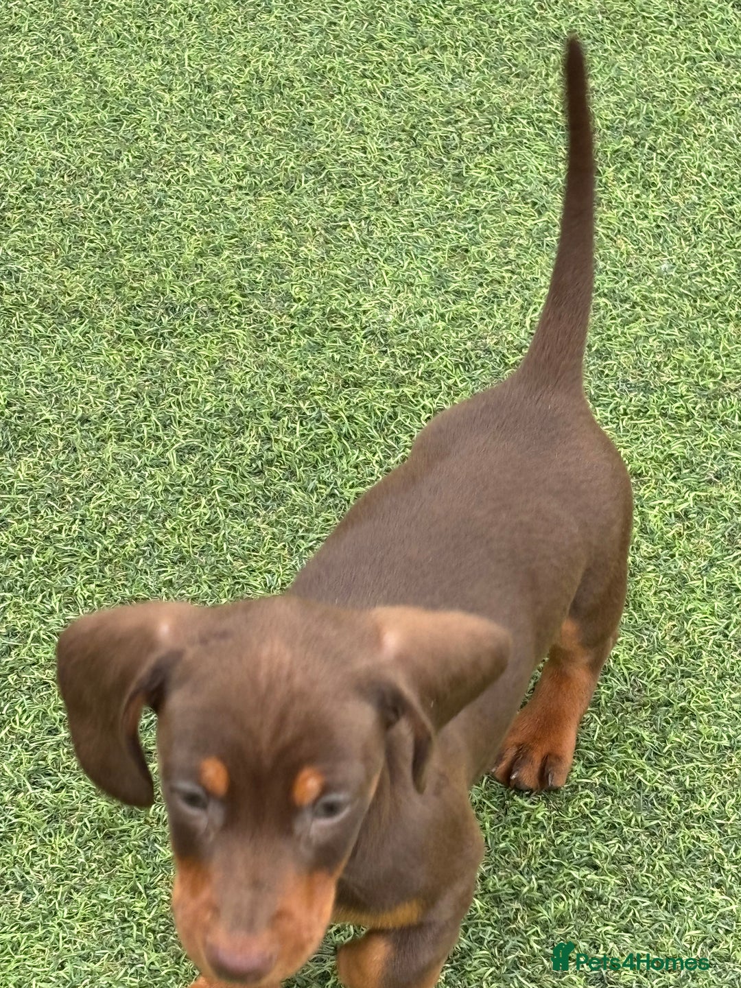 Miniature Dachshund dogs for sale: Miniature dachshunds - Image 20