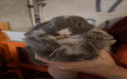 Mini Lop rabbits for sale: Mini lops - Image 4