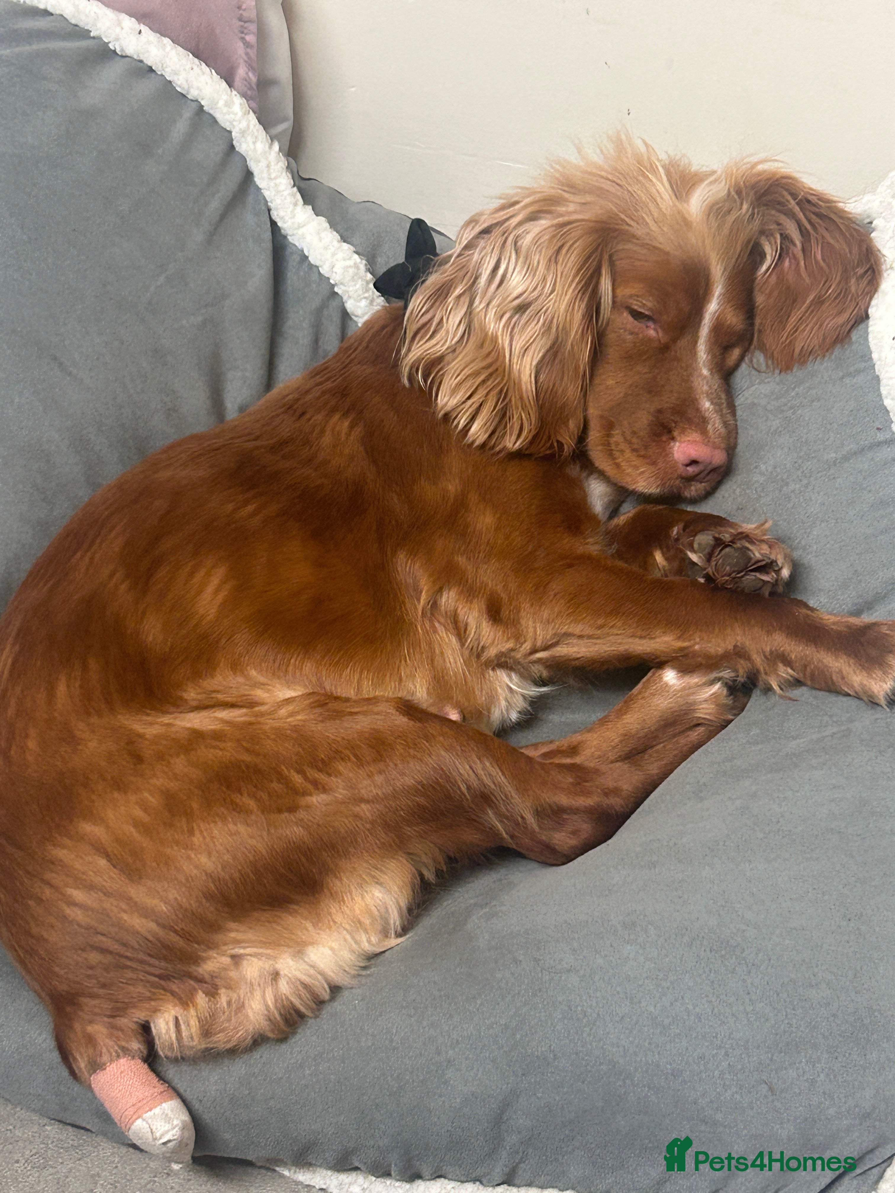 Cocker Spaniel dogs Lovely 3 year old cocker spaniel for rehome in Heathfield - Advert 1