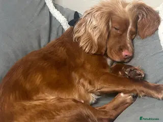 Cocker Spaniel dogs Lovely 3 year old cocker spaniel for rehome in Heathfield - Advert 1