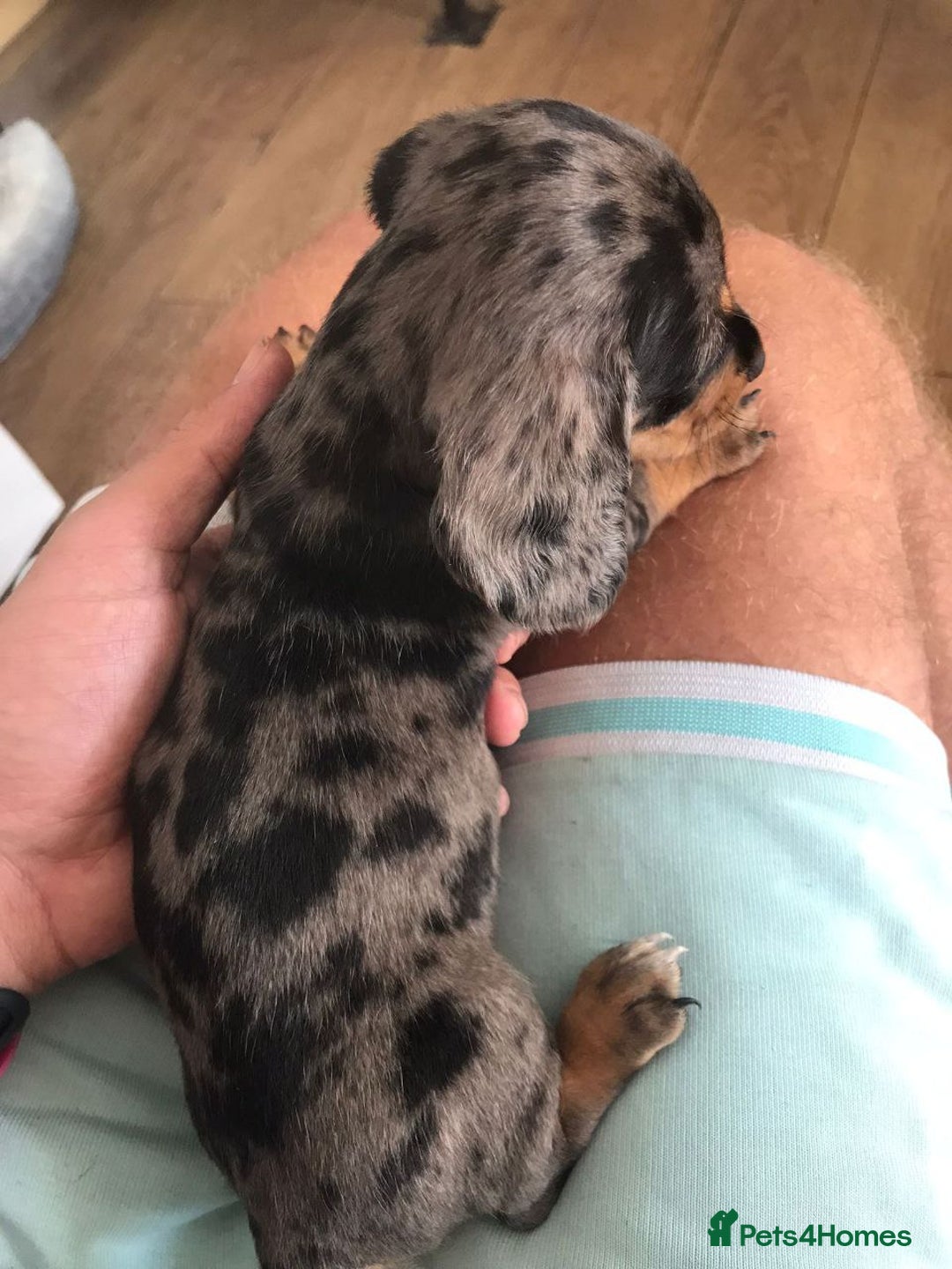 Miniature Dachshund dogs for sale: Miniature Dachshund Puppies - Advert 10