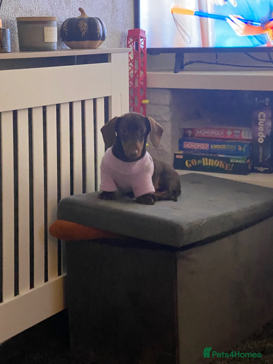 Miniature Dachshund dogs for sale: 4 months Miniature dachshund female - Advert 2